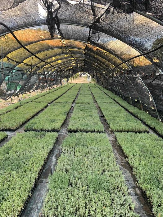 Butasi de lavanda  (lavandin super si grosso) campania 2025-2026