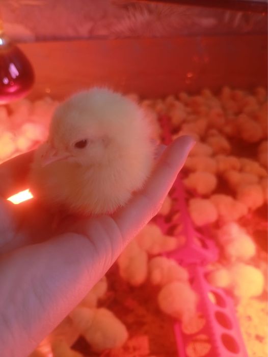 БРОЙЛЕРРЫ РОС 308 4-х дневные