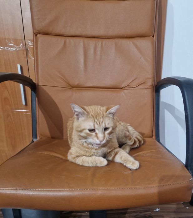 Adoptie pisic si pisica