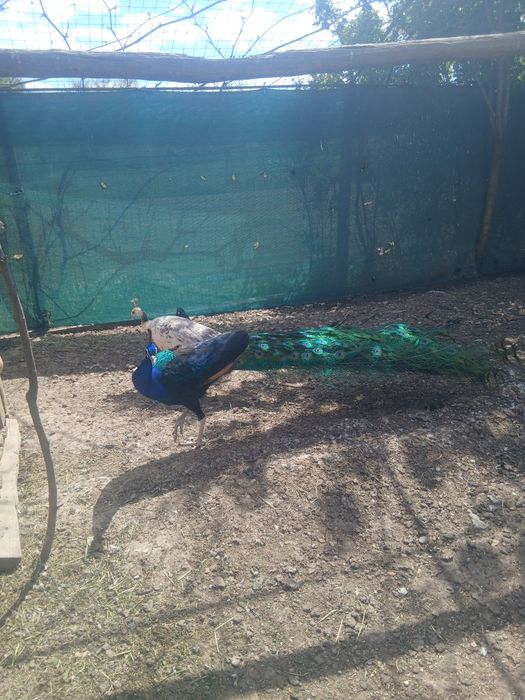 Ouă păun umeri negrii
