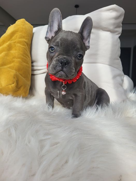 Bulldog francez blue