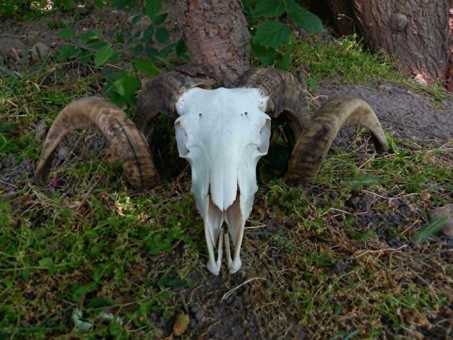 trofeu.trofee.craniu.coarne de berbec masiv