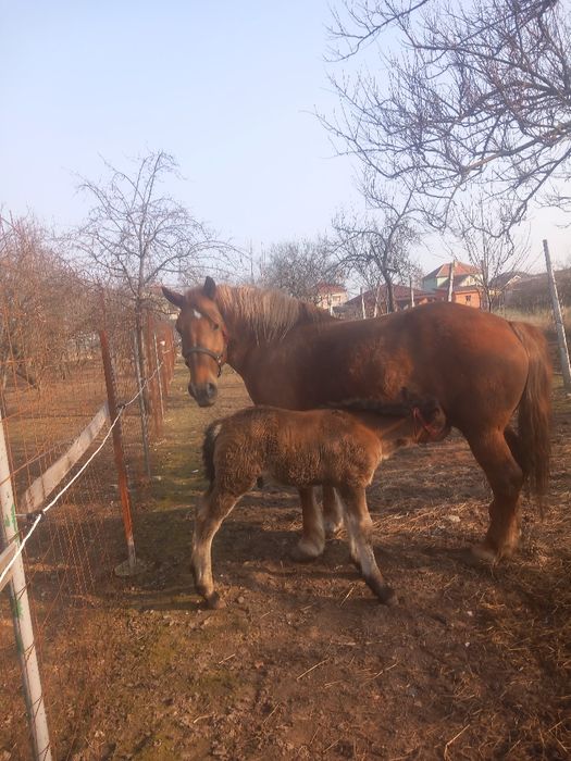 Iapa de 4 ani cu mânz 3 săptămâni de vanzare se poate vedea în ar nou