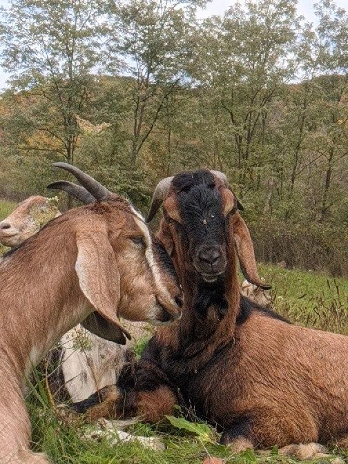 Țap AngloNubian tânăr
