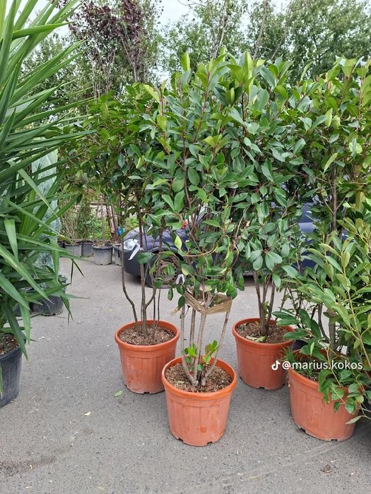 Vând plante ornamentale gazon rulou