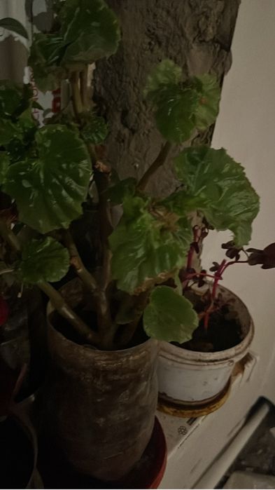 Продаются комнатные цветы