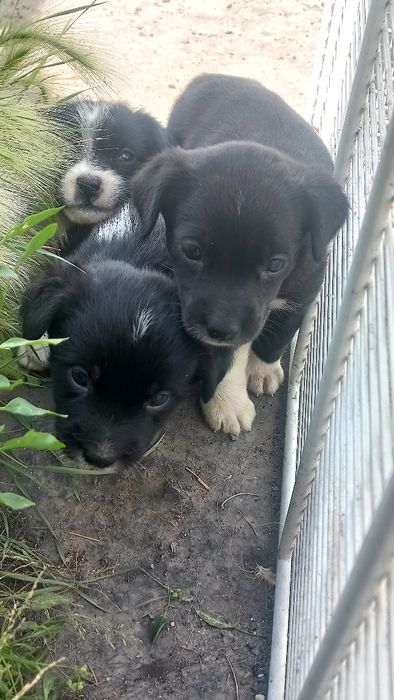 Щенки звоночки 5 малышей