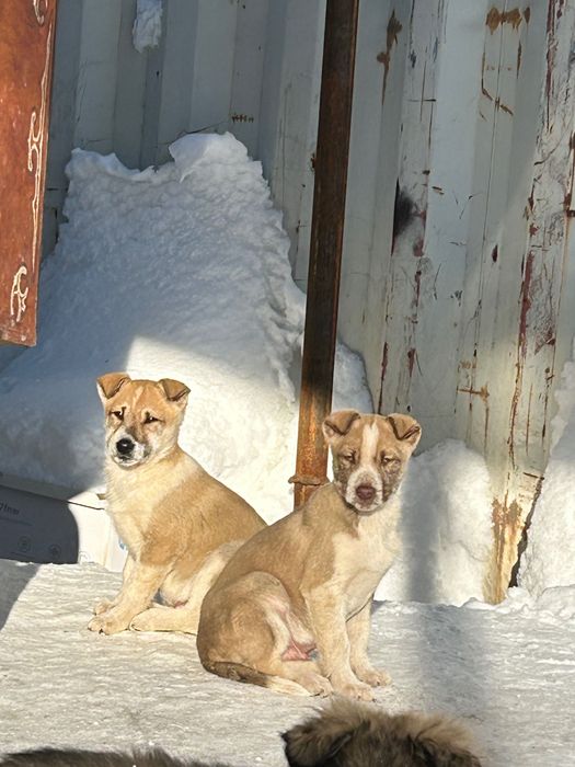 Щенки отдаю за бесплатно