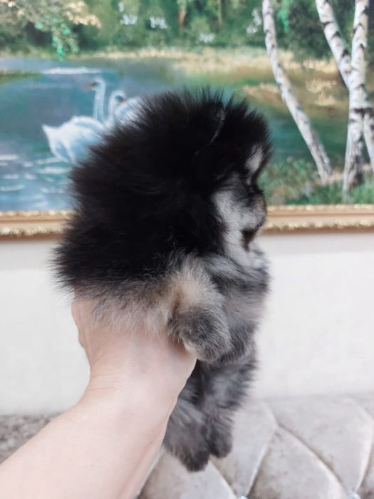 Милые малыши шпица