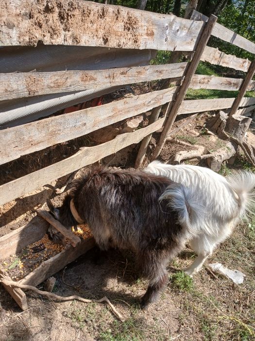 Vând două capre de 7 luni o capră şi un țap