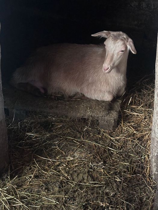 Capre si iezi de vanzare