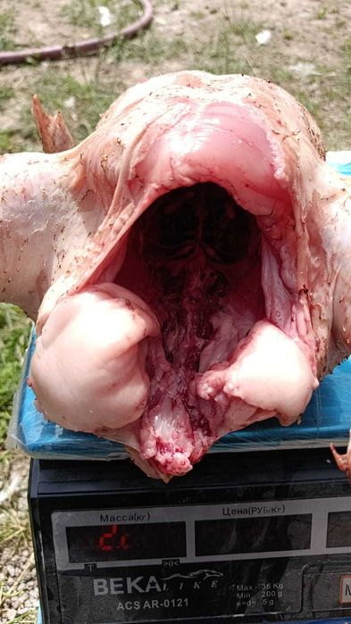 бройлер сатылады