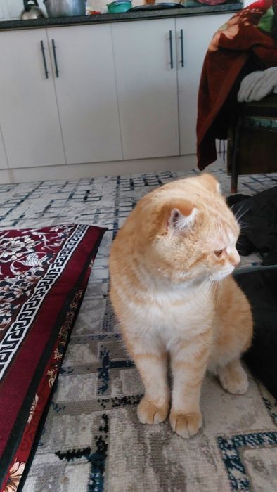 Britanskaya zolotistaya shinshilla fold