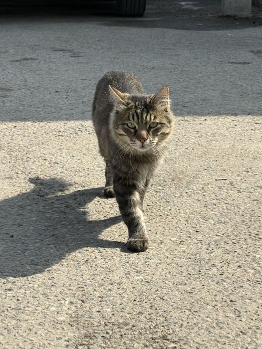 Отдается кот в добрые руки очень срочно