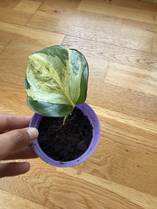 Epipremnum aureum – вариегатен