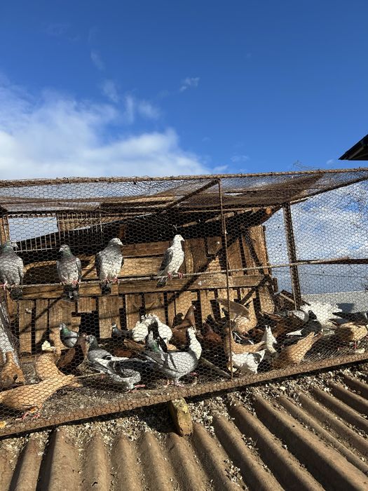 Jucatori pana simpla si voltati