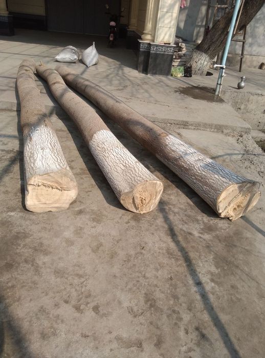 Павлония дарахти бор 4 метердан