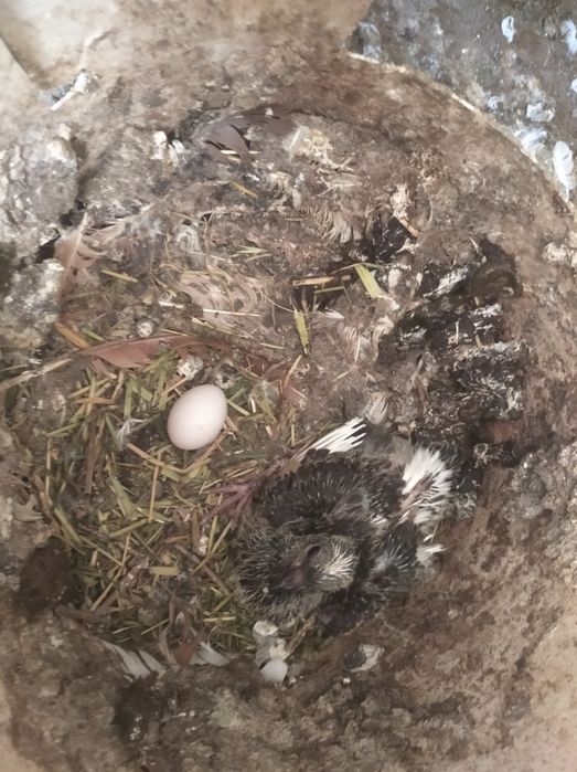 Голуби, молодняк, и не только