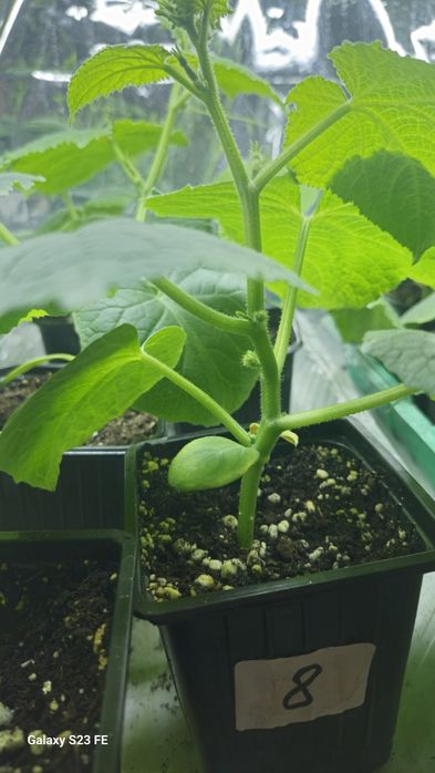 Продам раннюю рассаду