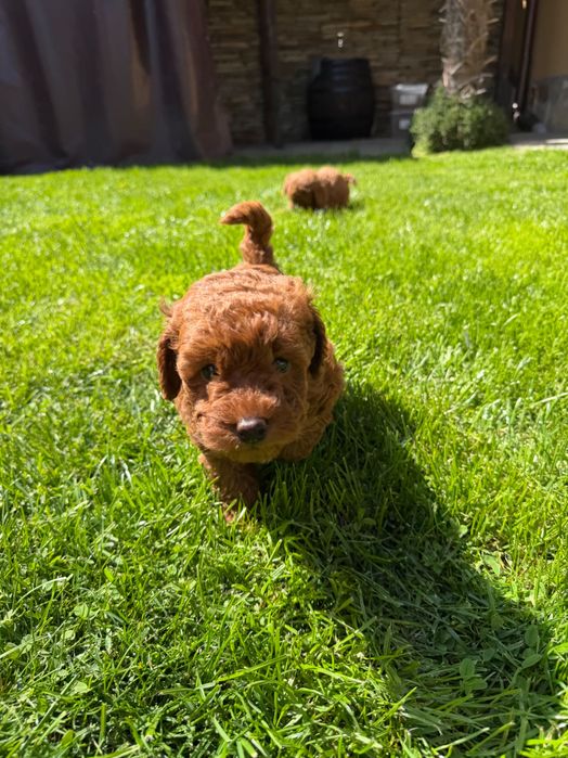 Пудел red poodle