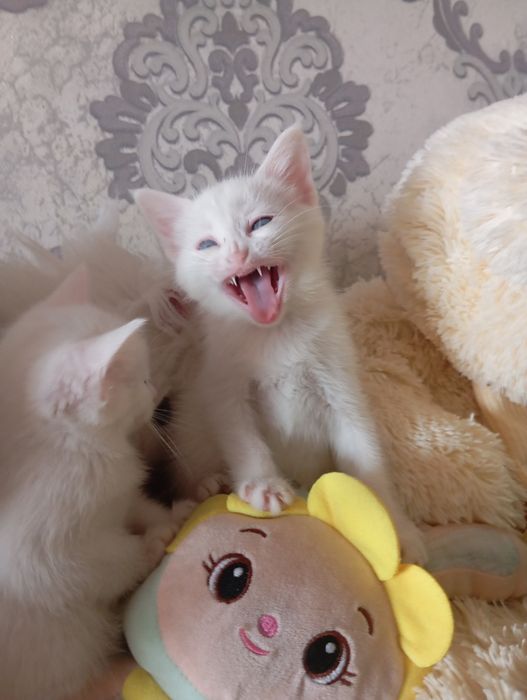 Продаются Котята