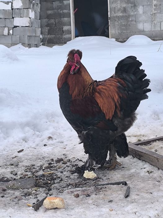Продам петухов Барамо