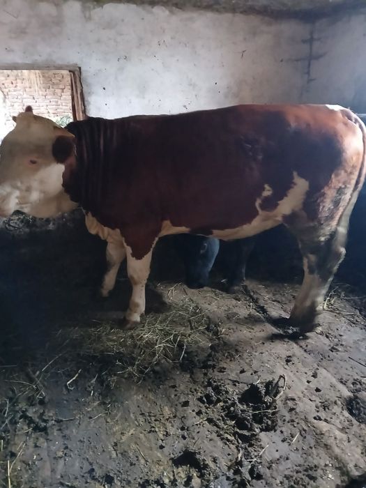 Vând un taur angus negru și o junica bălțată românească