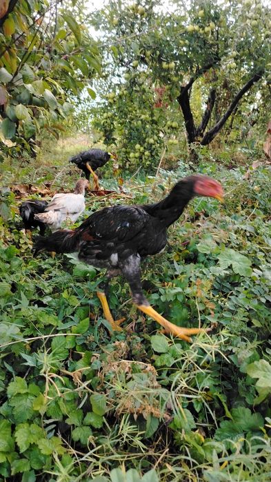 Продам 2 жужиков