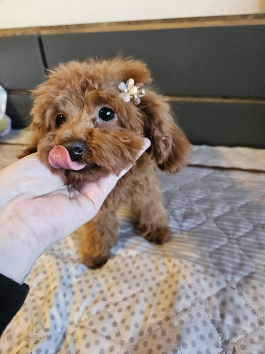 Той Пуделчета момиченца на 6 и на 7 месеца червени