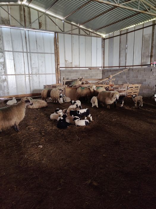 Vând oi cu miei 900 lei bucata negociabil