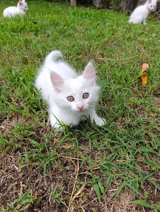 Котета на 7 седмици