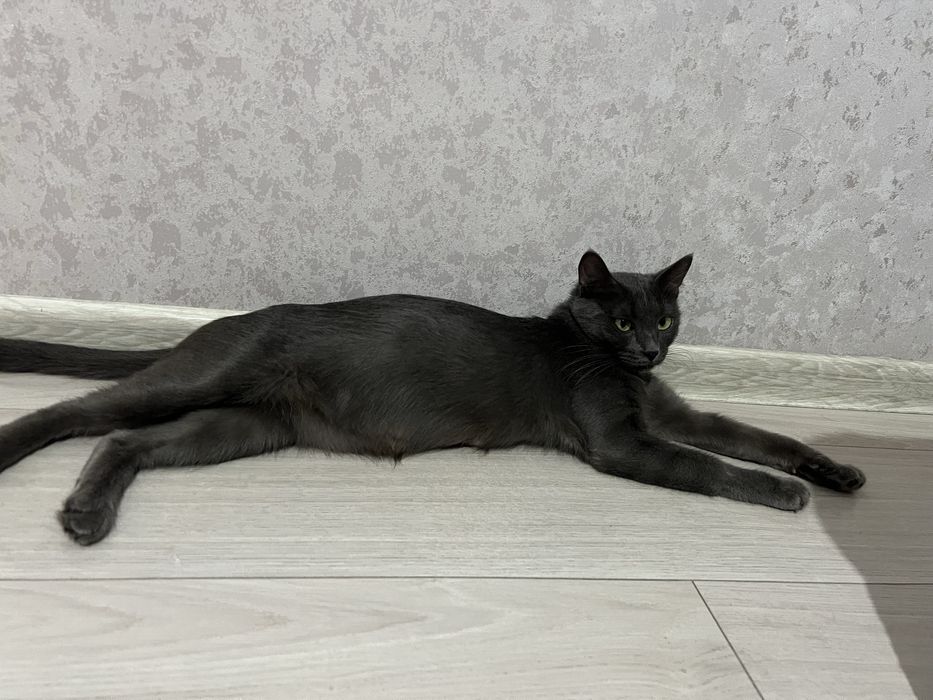 Кошка ищет новый дом