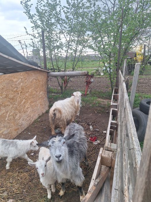 De vânzare capre de rasă