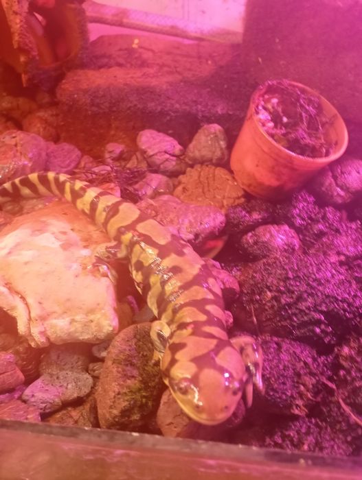 Тигровая амбистома Ambystoma tigrinum
Фото Тигровая амбистома
 
Тигров