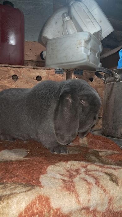 Vand mascul berbec german!