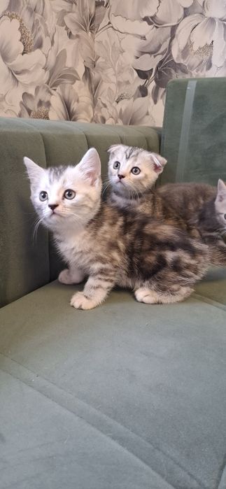 Шотландские котята