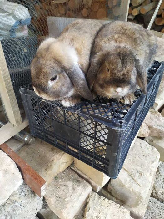 Карлик баран пара сотилади