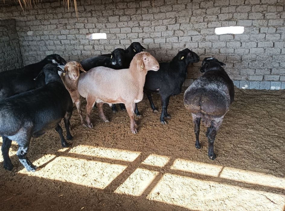 Qo'chqor va qo'zi qo'chqorlar sotiladi tirik vazn 70,000-75,000 so'm
