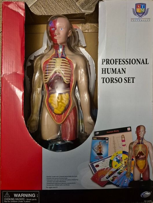 Corpul uman  Varianta Profesional Human Torso Set original nou
