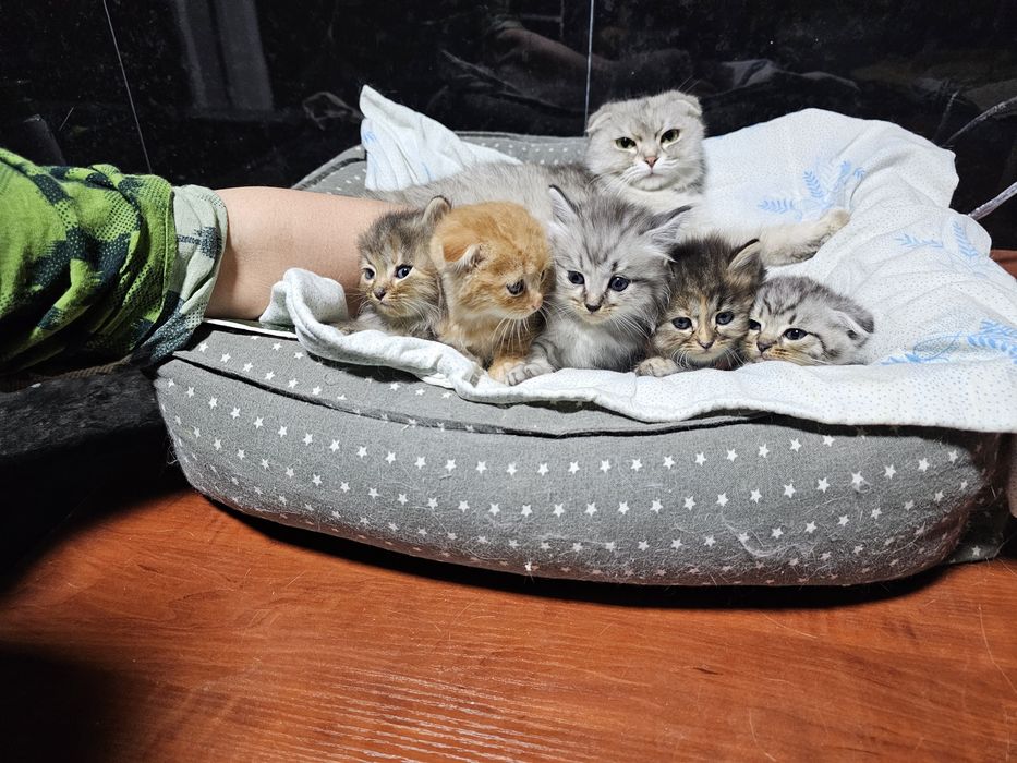 Котята от шотландской вислоухой (скотиш фолд)