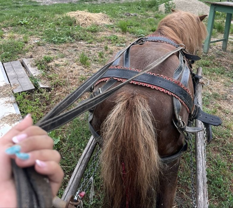 Vând un ponei cu căruță și cu ham foarte blând si drăgăstos în vărstă de 10 ani