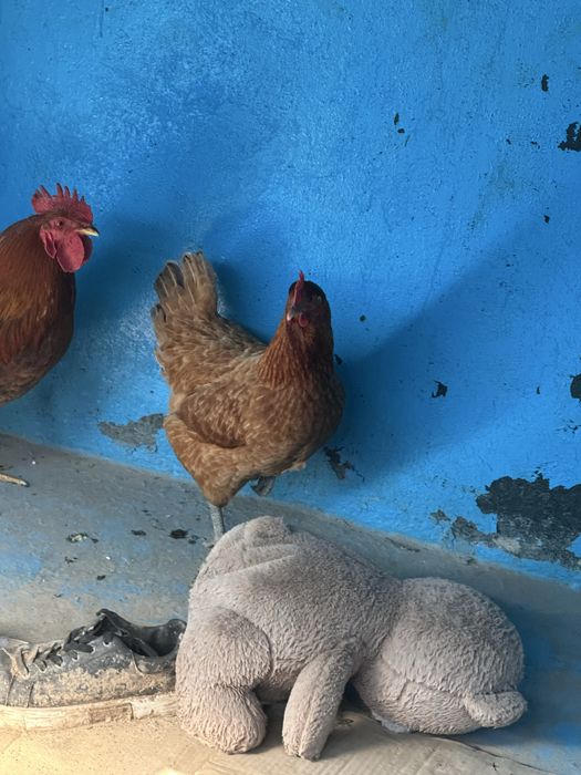 Тауық қораз пара