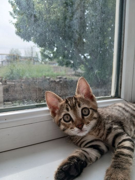 Кошка кошка кошка