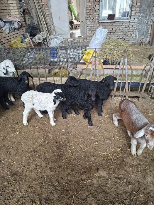 Кузичалар сотилади