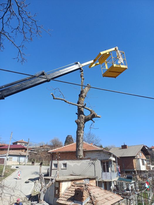 РЯЗАНЕ НА ВИСОКИ И ОПАСНИ ДЪРВЕТА 
Ако имате дърво близо до къща или к