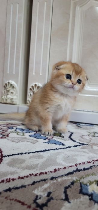 Zolita shinshila ny 12 qiz