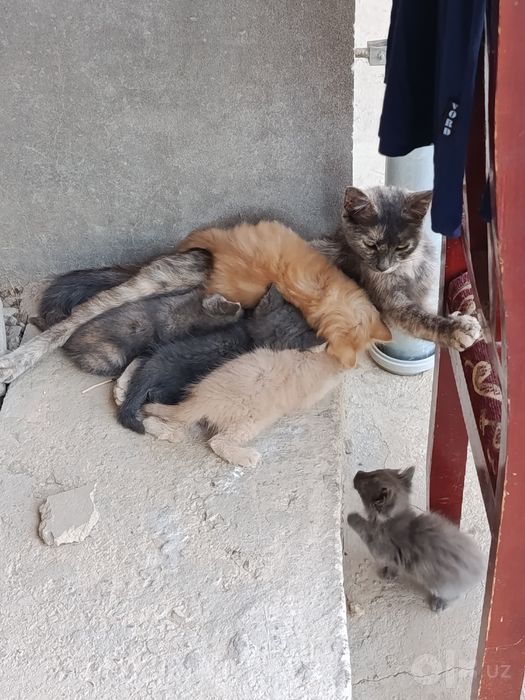 Котята и кошки милые