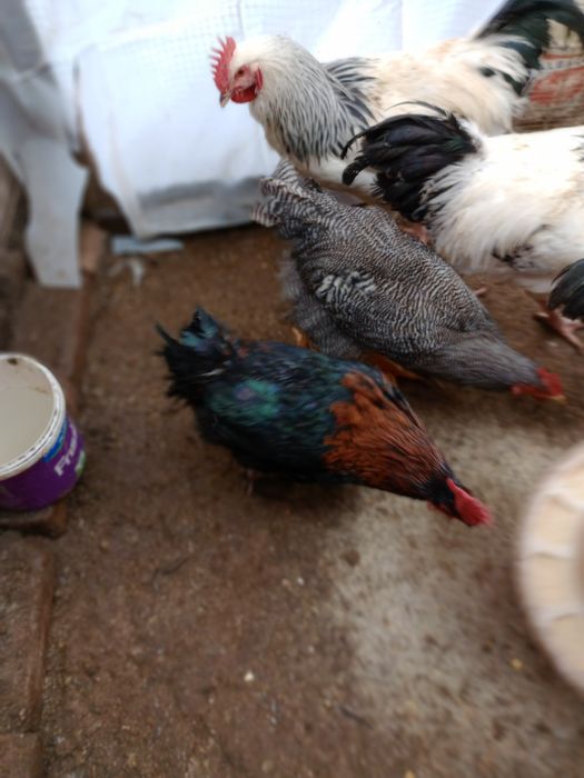 Vând cocoși diferite rase