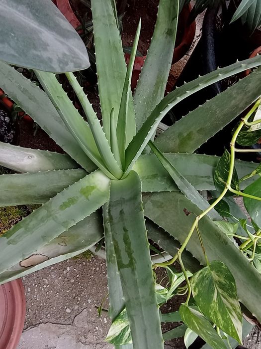 Aloe vera gigant