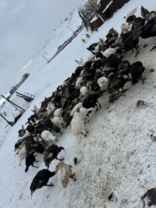 Индюктер сатылады